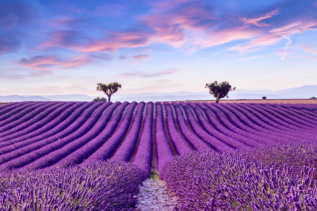 Réduire l'anxiété et se détendre avec la lavande, sous toute ses formes !